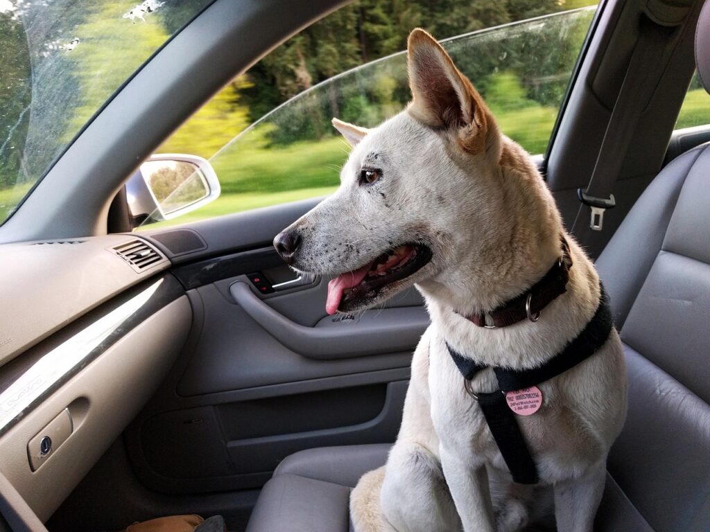 dog, car, ride, happy, nature, travel, pet, animal, jindo, trip, white, pup, canine, seat, window, doggy, car wallpapers, friend, copilot, korean jindo