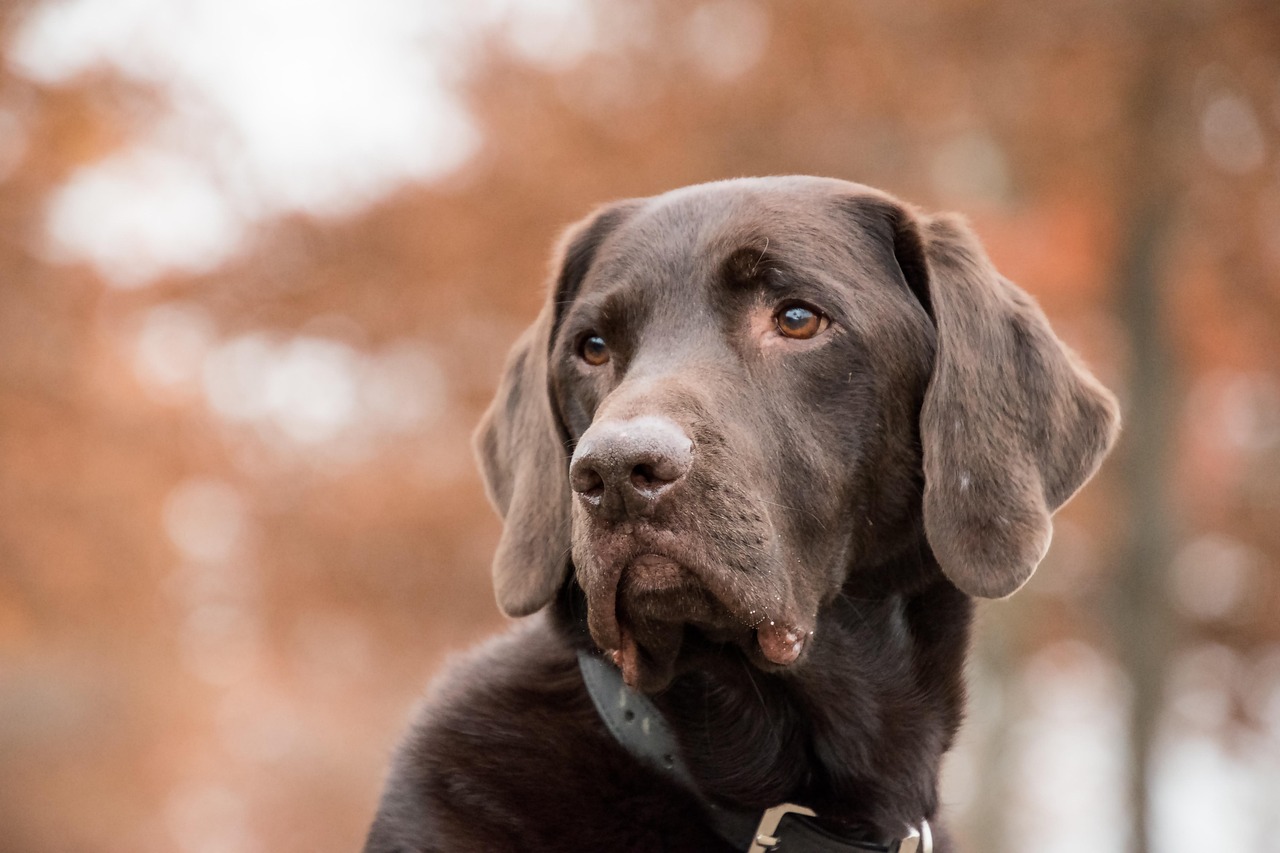 labrador, nature, dog, animal, brown fur, mammal, portrait, pet, collar, dog collar, canine, dog portrait