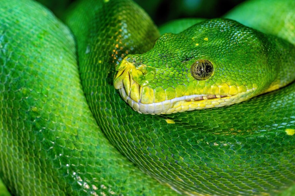 green tree python, python, snake, reptile, green, wildlife, australia, constrictor, serpent, green python, green snake, tree python