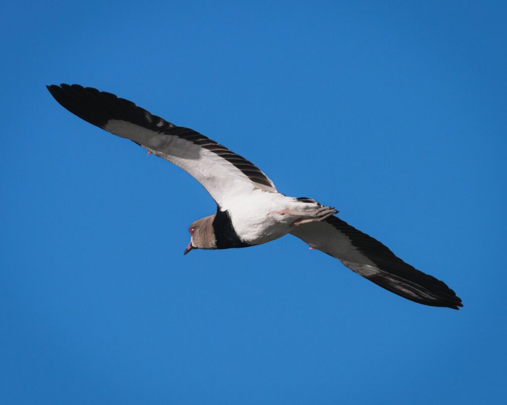 wild birds, uterus, uterus flying, plumage, nature, at, ornithology, bird watching, bird, peak, pens