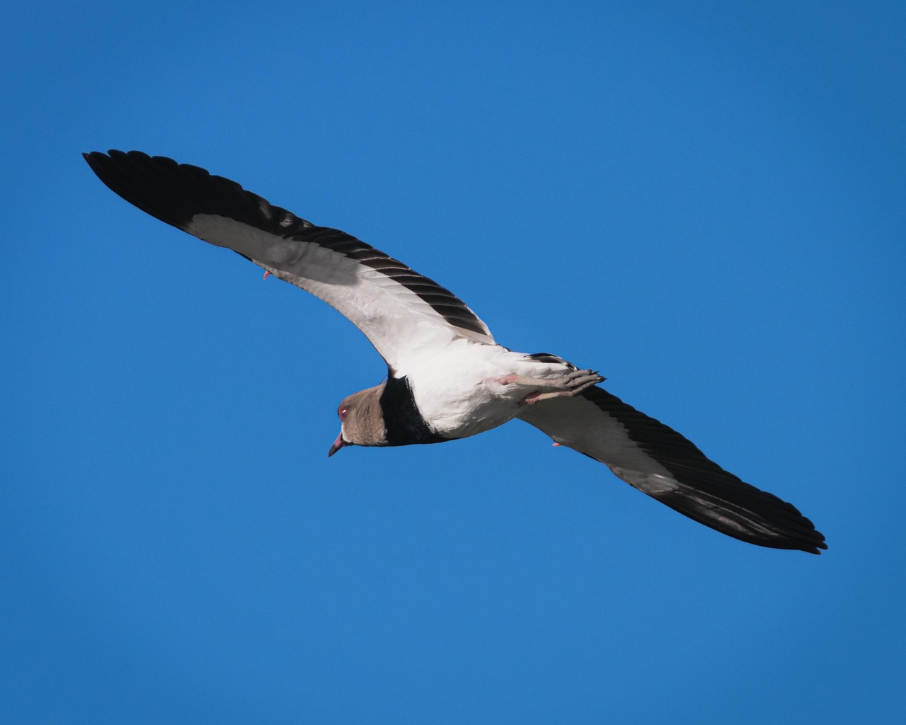 wild birds, uterus, uterus flying, plumage, nature, at, ornithology, bird watching, bird, peak, pens