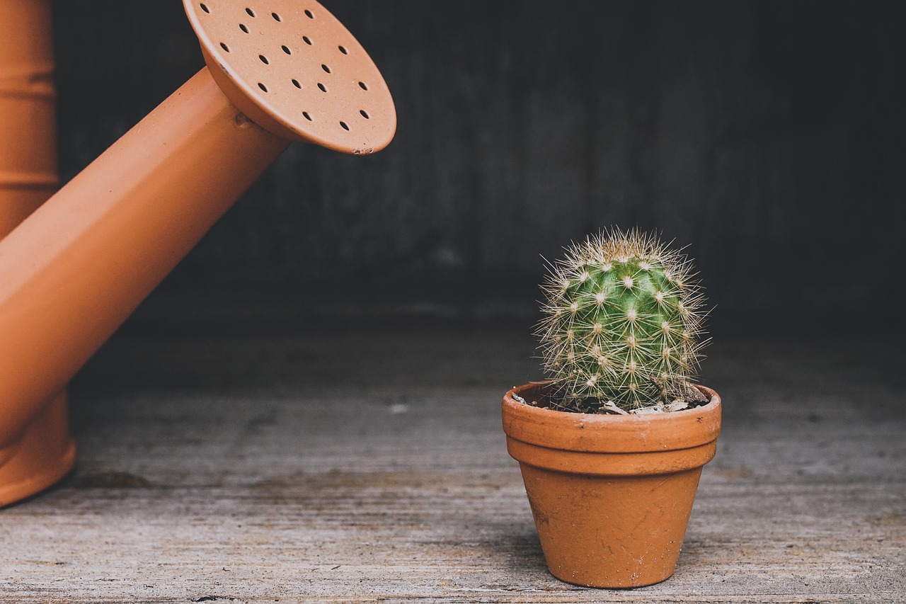 cactus, watering can, houseplant, plant, pot, flowerpot, thorn, nature, potted plant, lonely, botanical, desert plants, prickly, thorns, gray plants